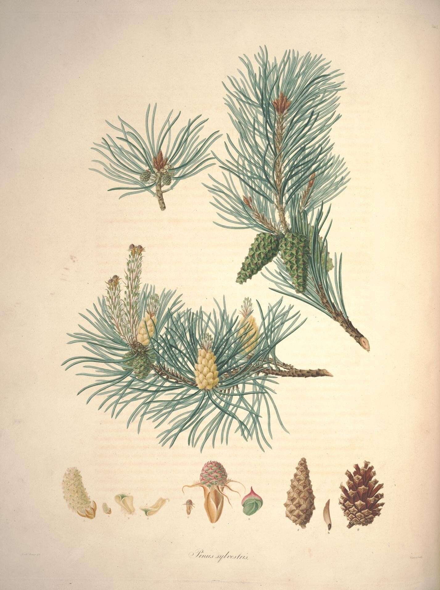 Image of Pine