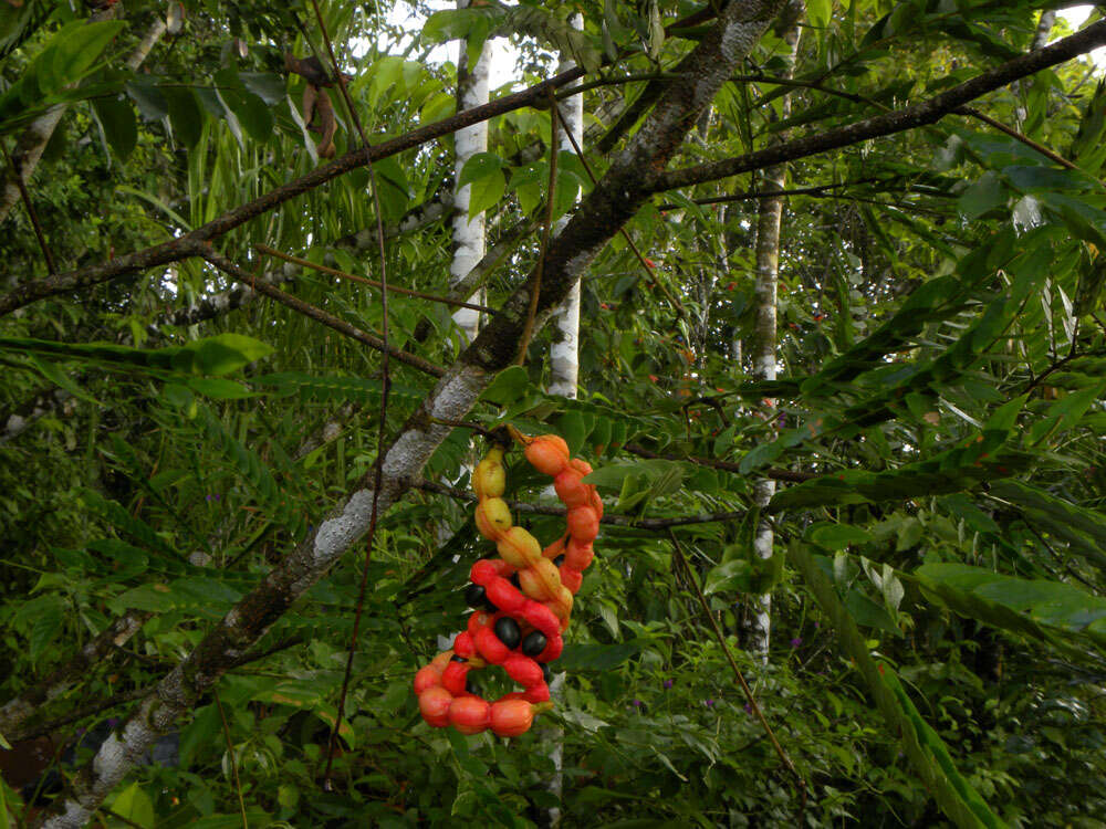 Image of Cojoba sophorocarpa (Benth. & Hook. fil.) Britton & Rose