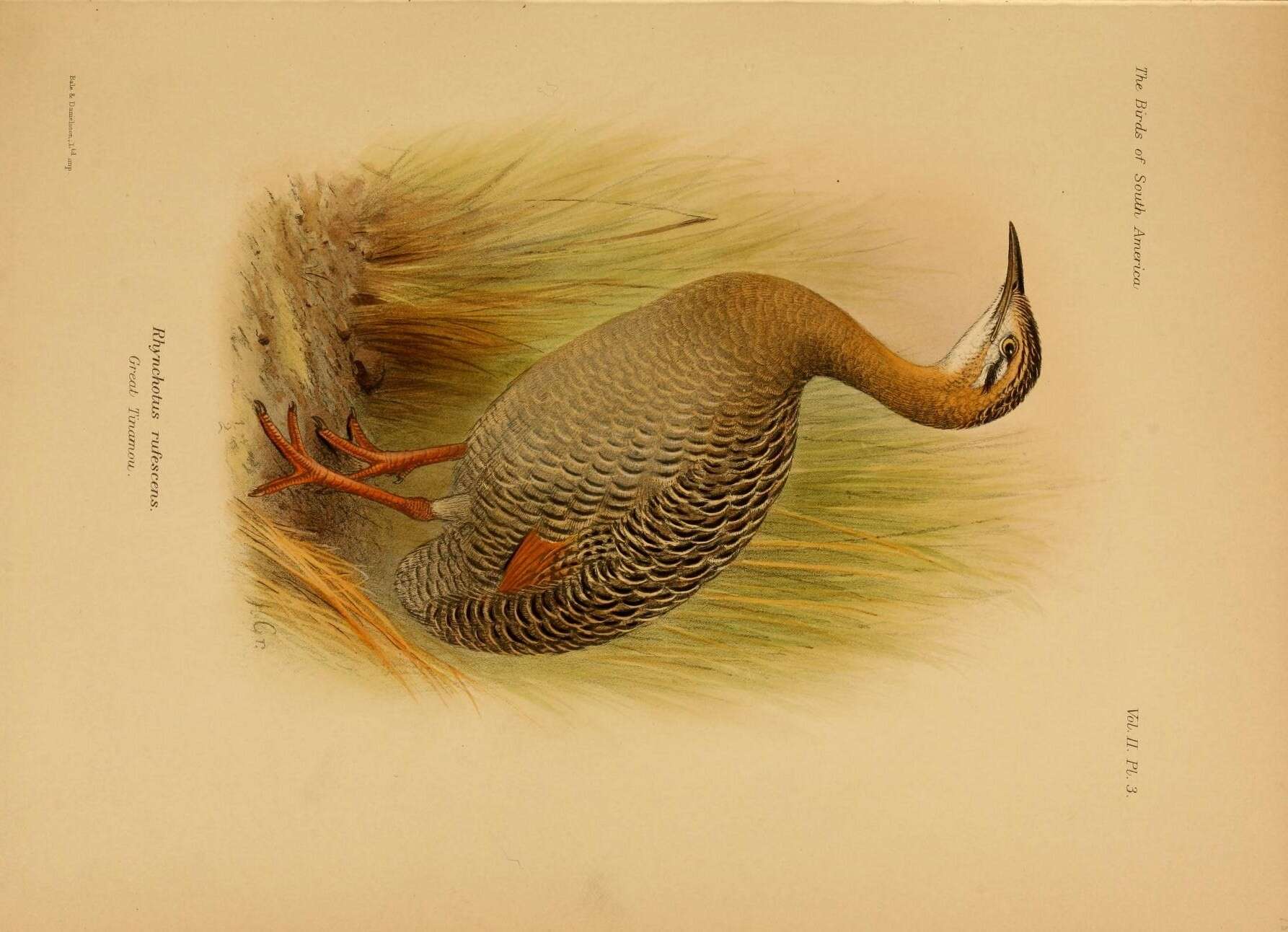 Sivun Rhynchotus Spix 1825 kuva