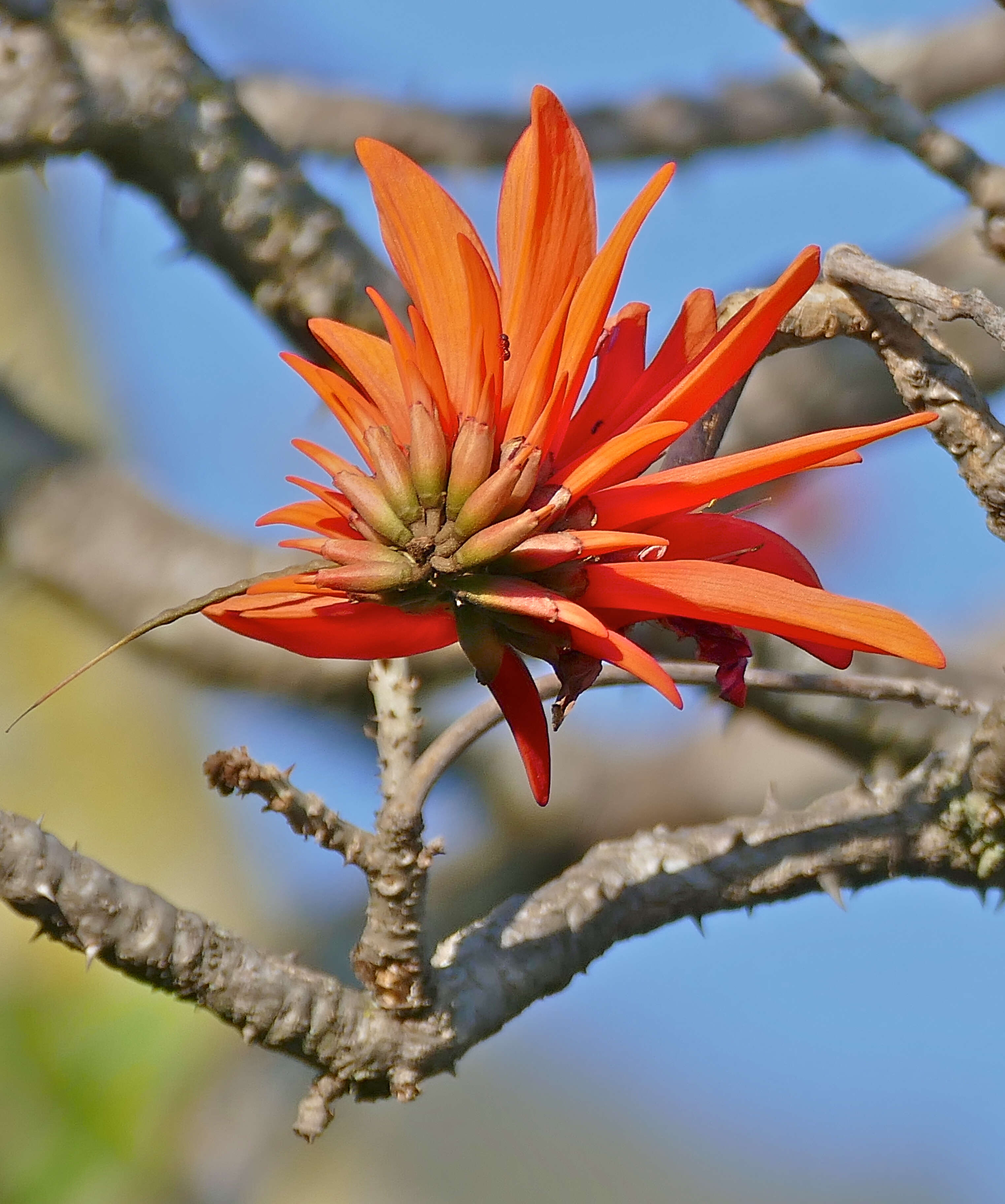 Image of Common Coral tree