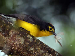 Image of Spectacled Redstart