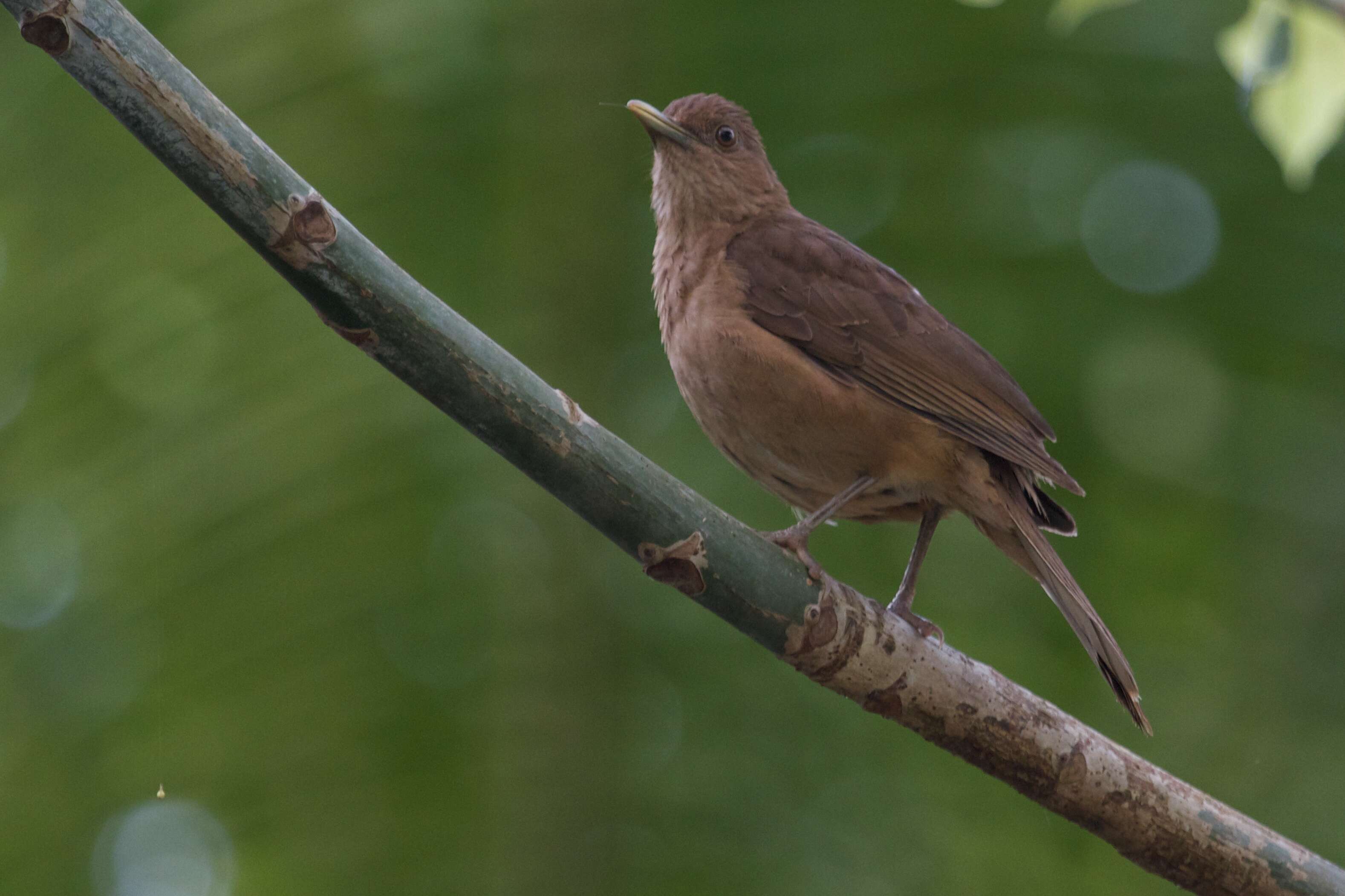 Image of Clay-colored Robin