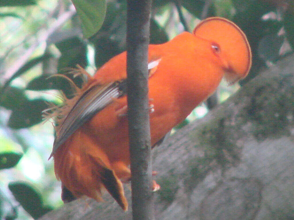 Image of Guianan Cock-of-the-rock