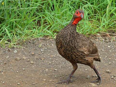 Image of Swainson's Spurfowl