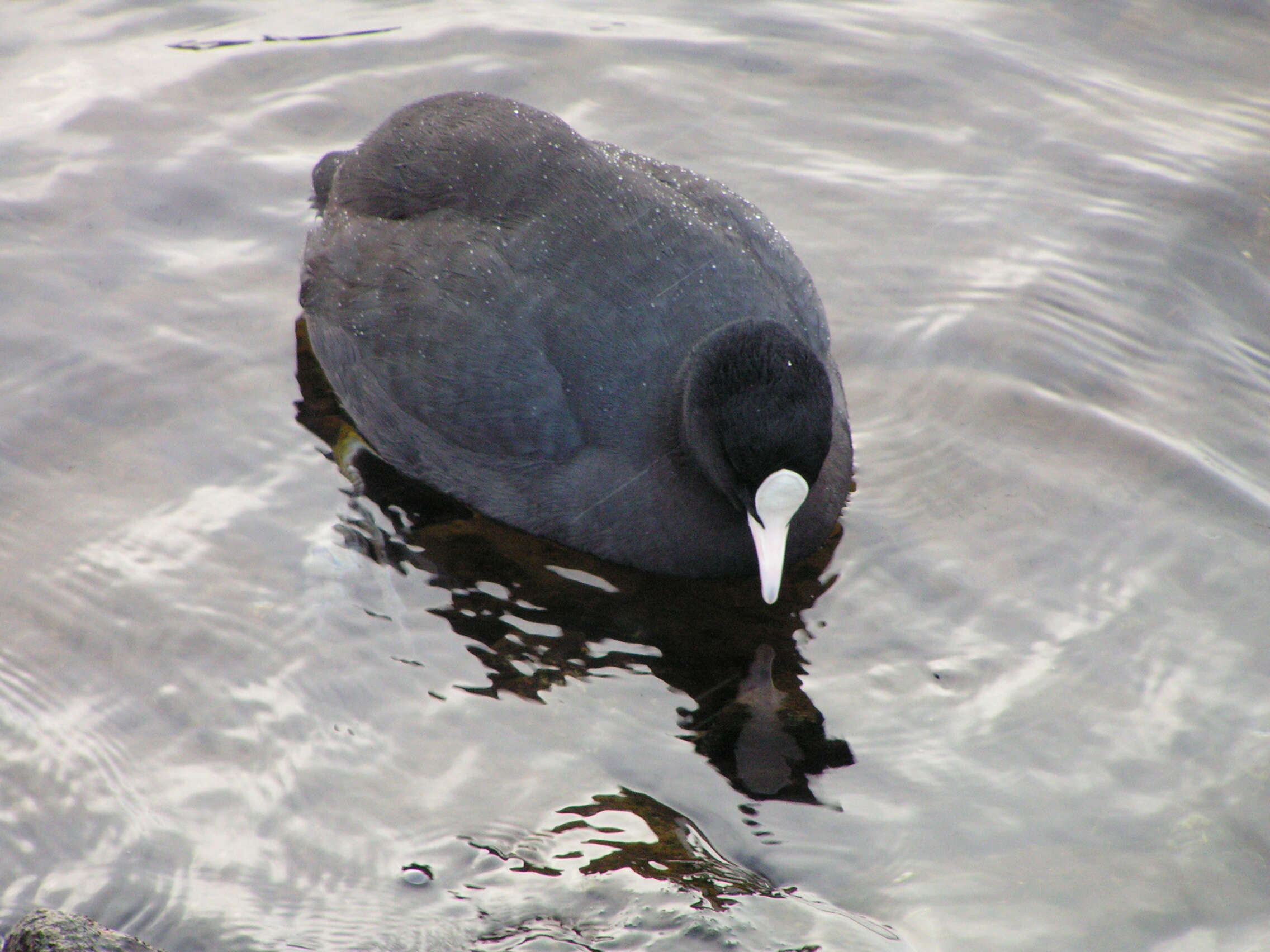 Image of Common Coot