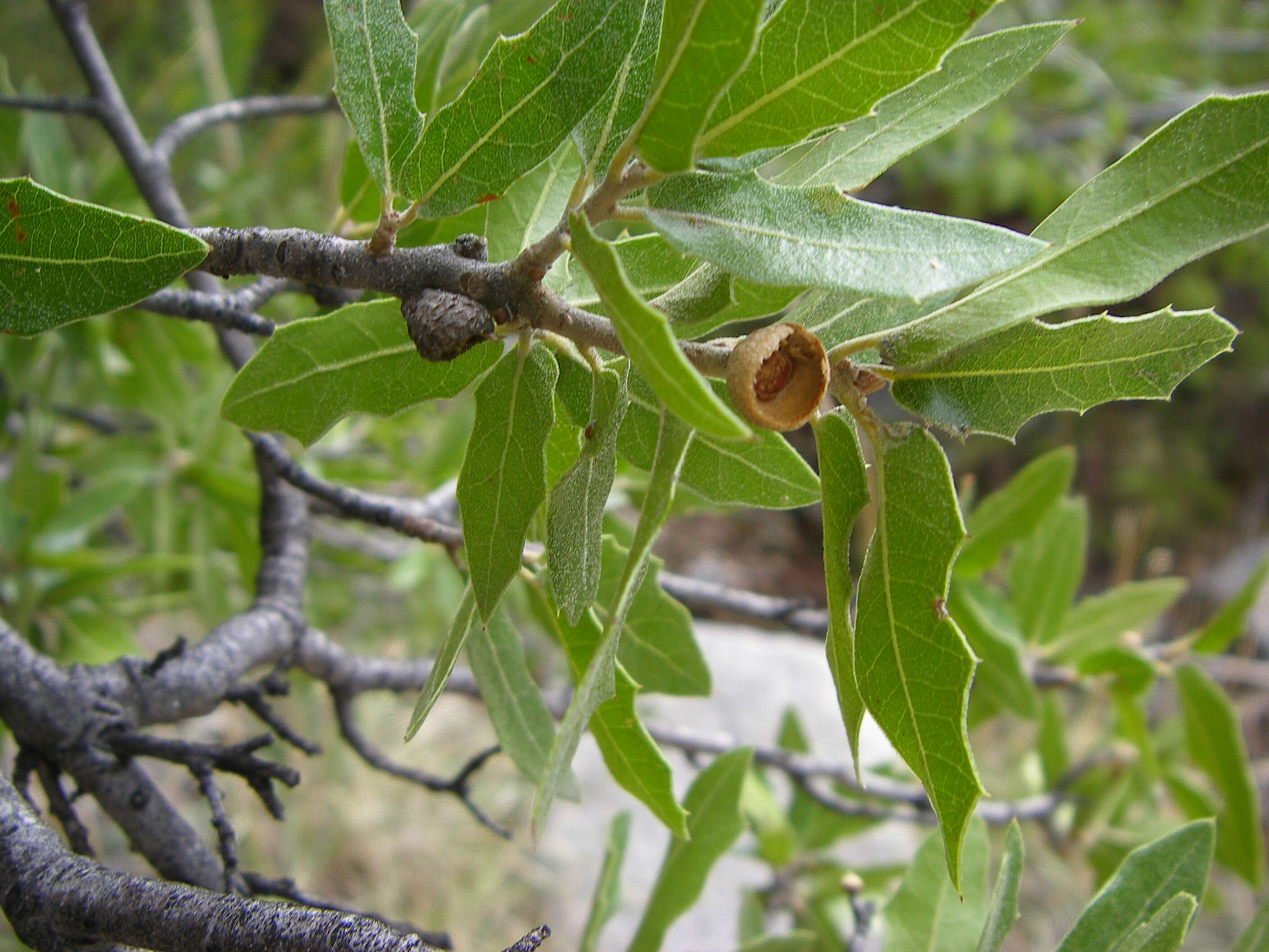 Image of Emory Oak