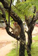 Image of Toque macaque