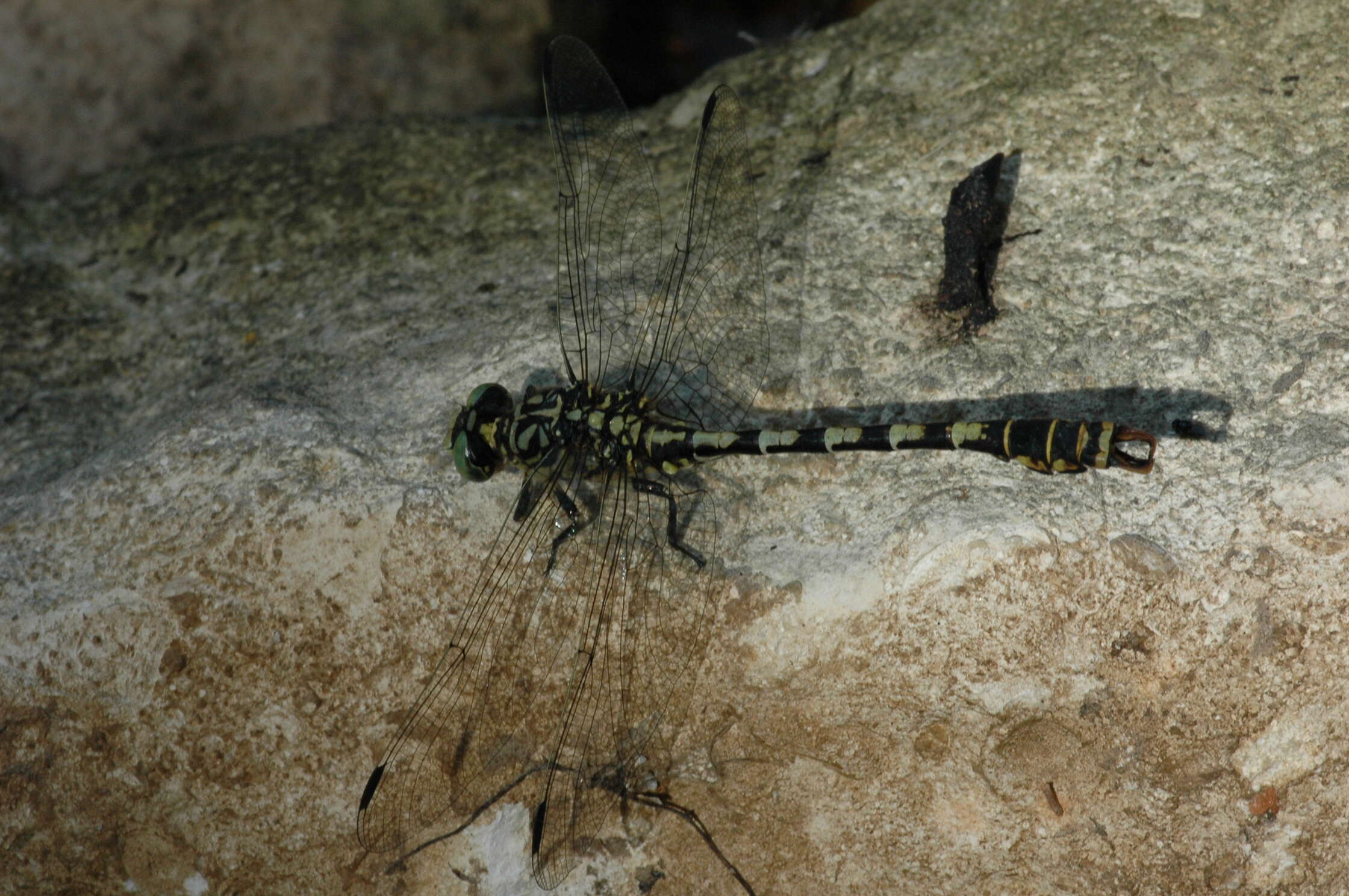 Image of Green-eyed Hooktail