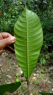 Plancia ëd Pausandra morisiana (Casar.) Radlk.