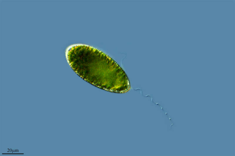 Image de Raphidophyceae