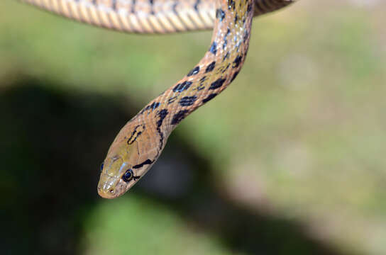 Sivun Xenochrophis flavipunctatus (Hallowell 1861) kuva