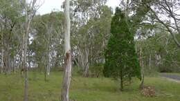 Image of Black Cypress-pine