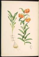 Image of Lilium carniolicum Bernh. ex W. D. J. Koch