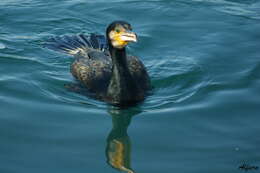 Image of Black Shag