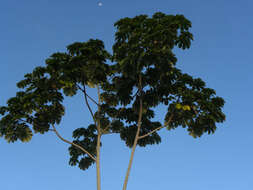 Image of Yagrumo Hembra, Trumpet-Tree