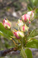 Слика од Pyrus communis subsp. pyraster (L.) Ehrh.