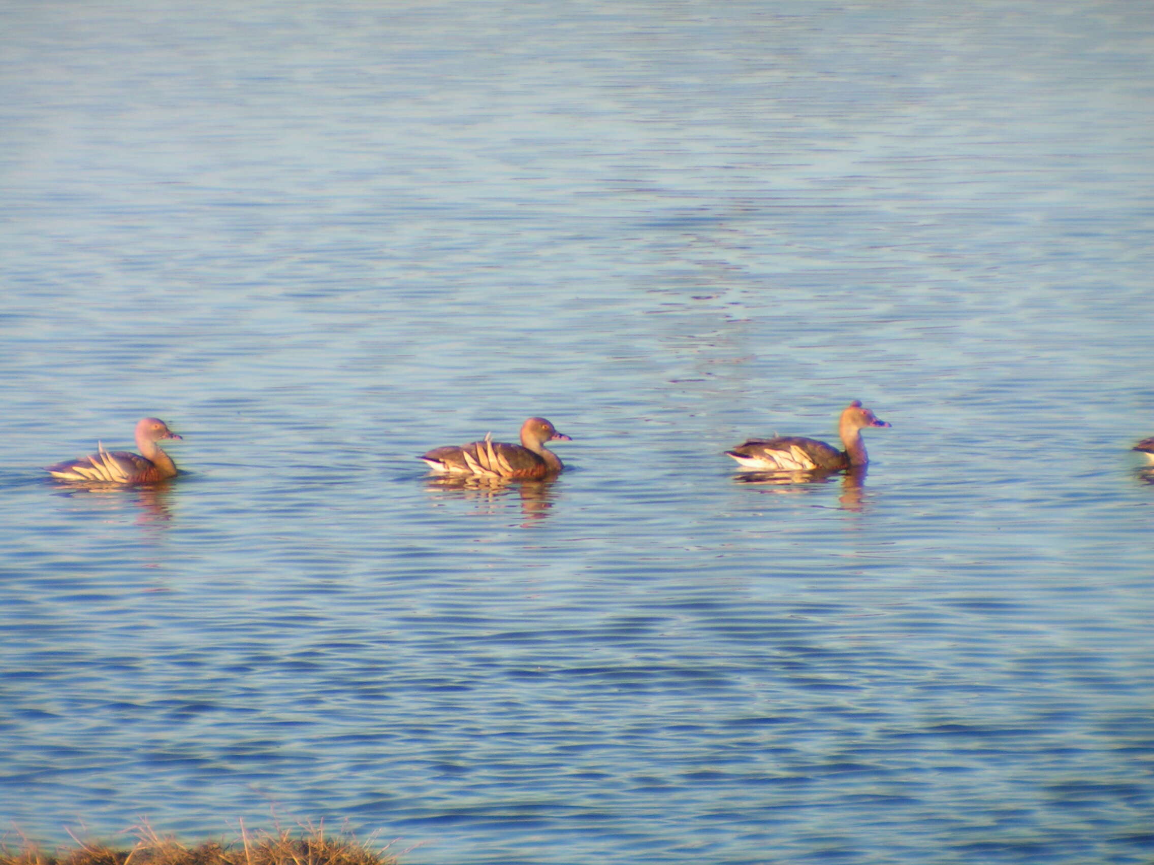 Image of Grass Whistling Duck