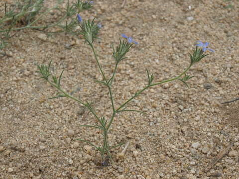 Imagem de Eriastrum signatum D. Gowen