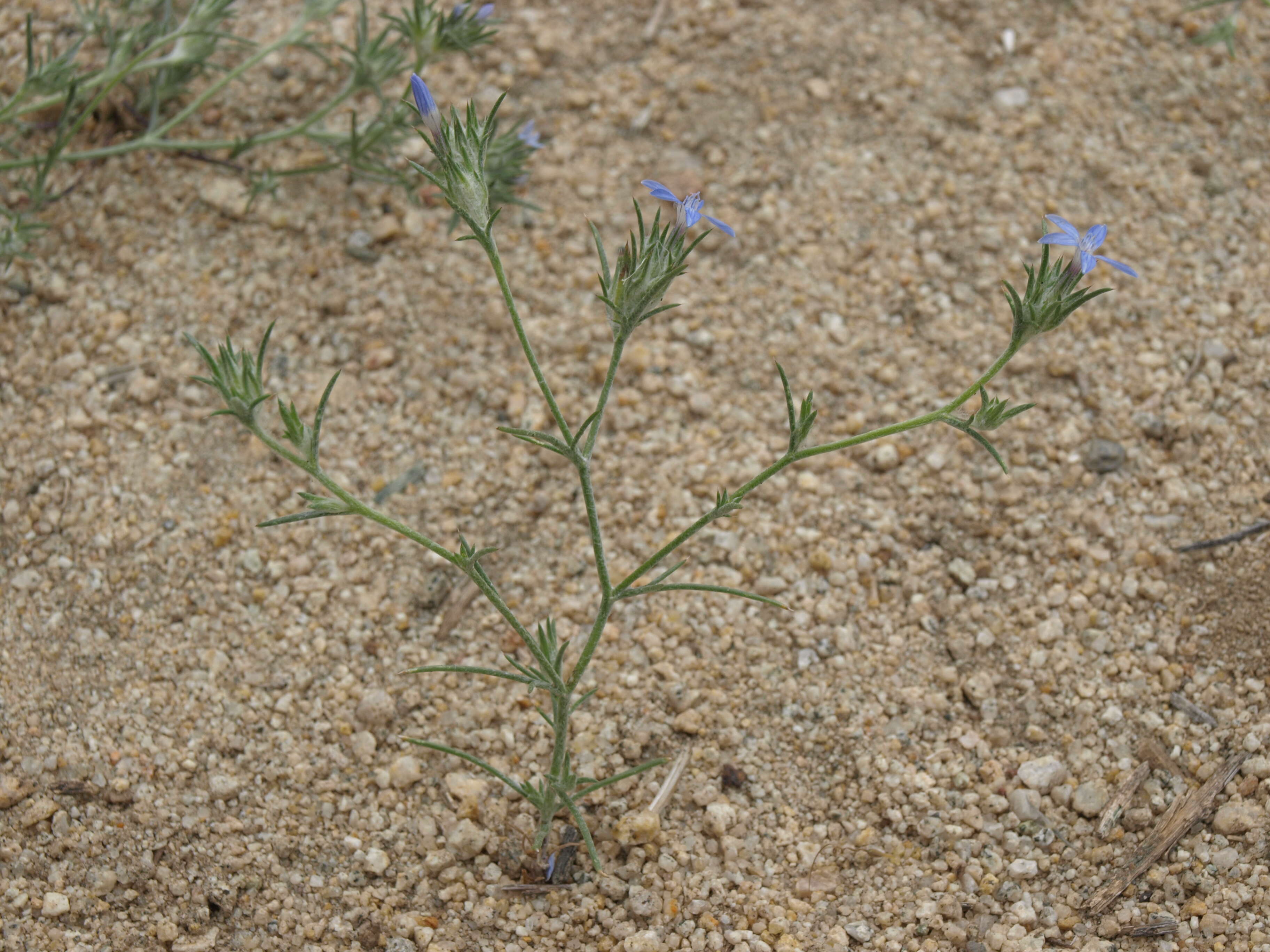 Image de Eriastrum