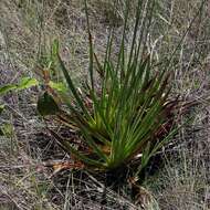 Image of yellow-eyed-grass family