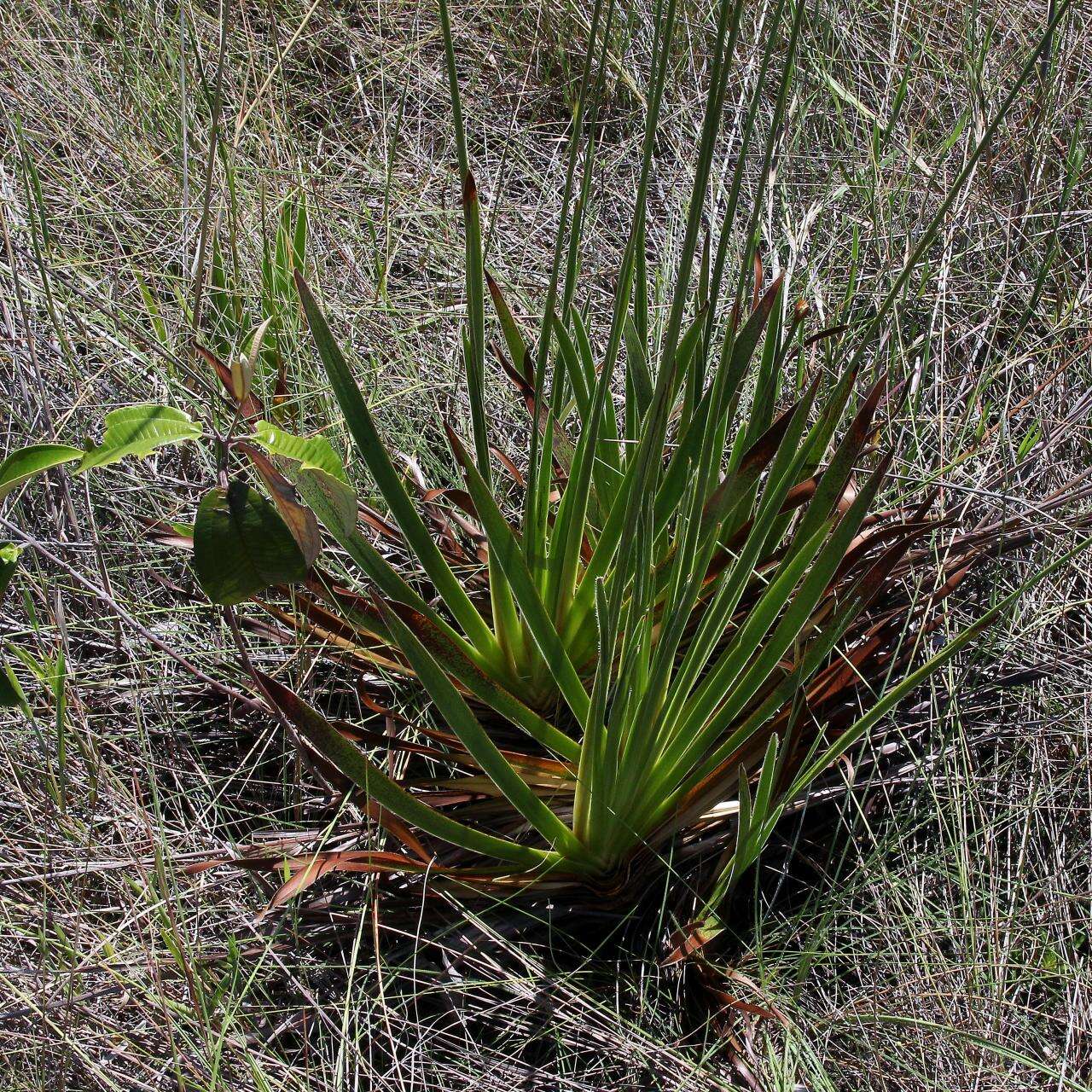 Image of yellow-eyed-grass family