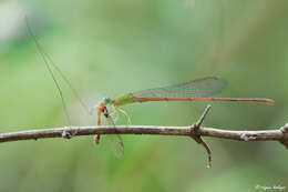 Image of coromandel marsh dart