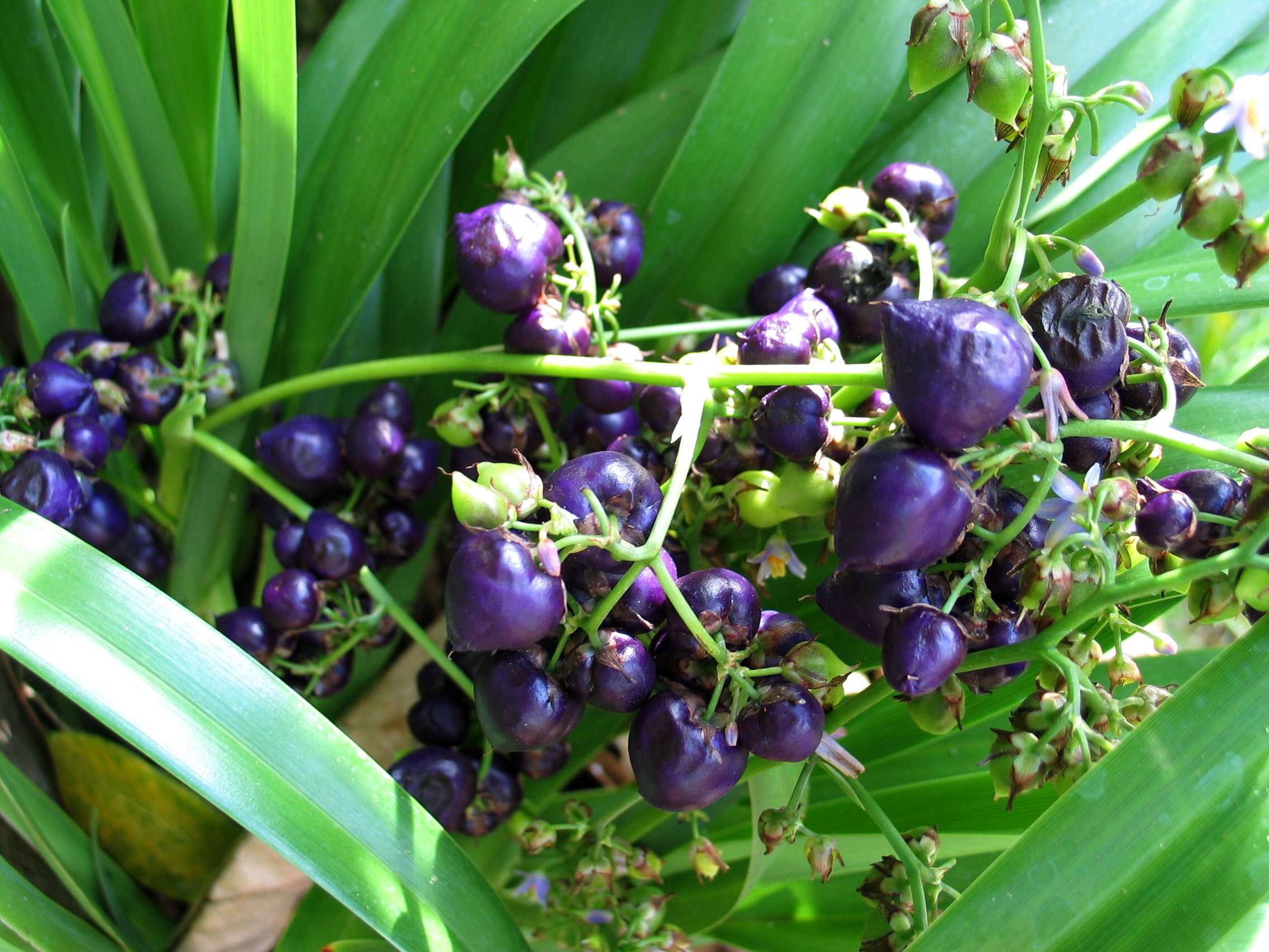 Plancia ëd Dianella sandwicensis Hook. & Arn.