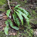 Asplenium scolopendrium subsp. scolopendrium resmi