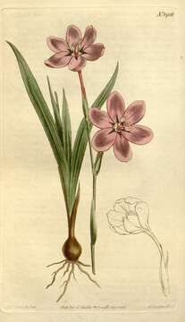 Image of bugle-lily