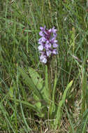 Image of Southern Marsh-orchid