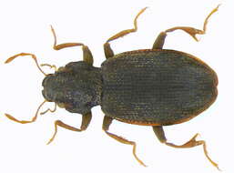 Image of minute moss beetle