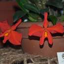 Слика од Cattleya mantiqueirae (Fowlie) Van den Berg