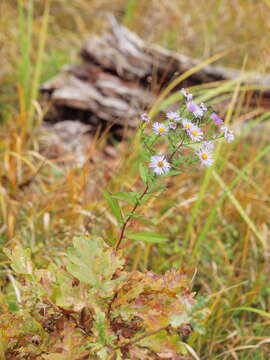 Image of aster