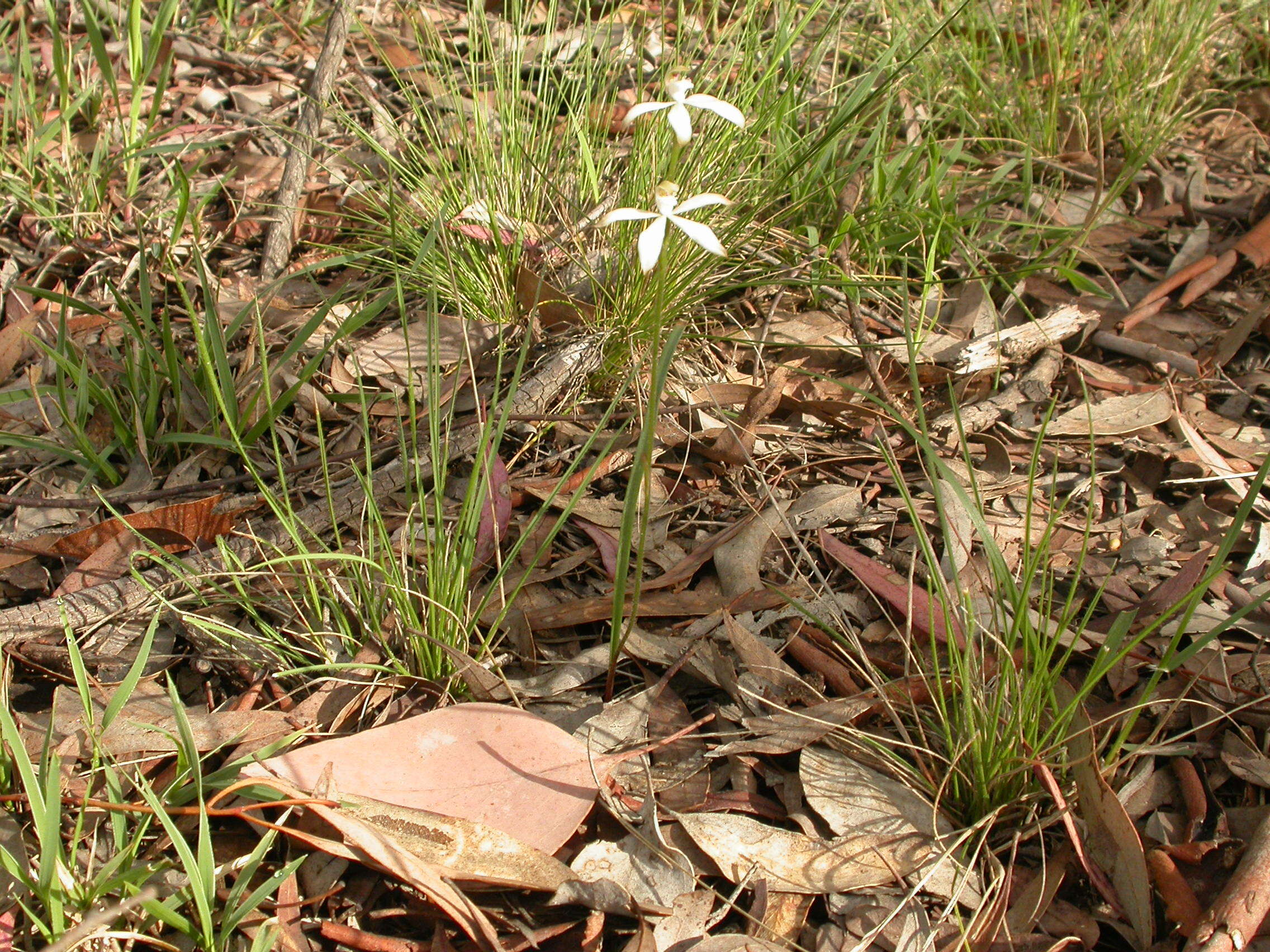 Image of Brown caps