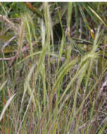 Image of bottlebrush threeawn