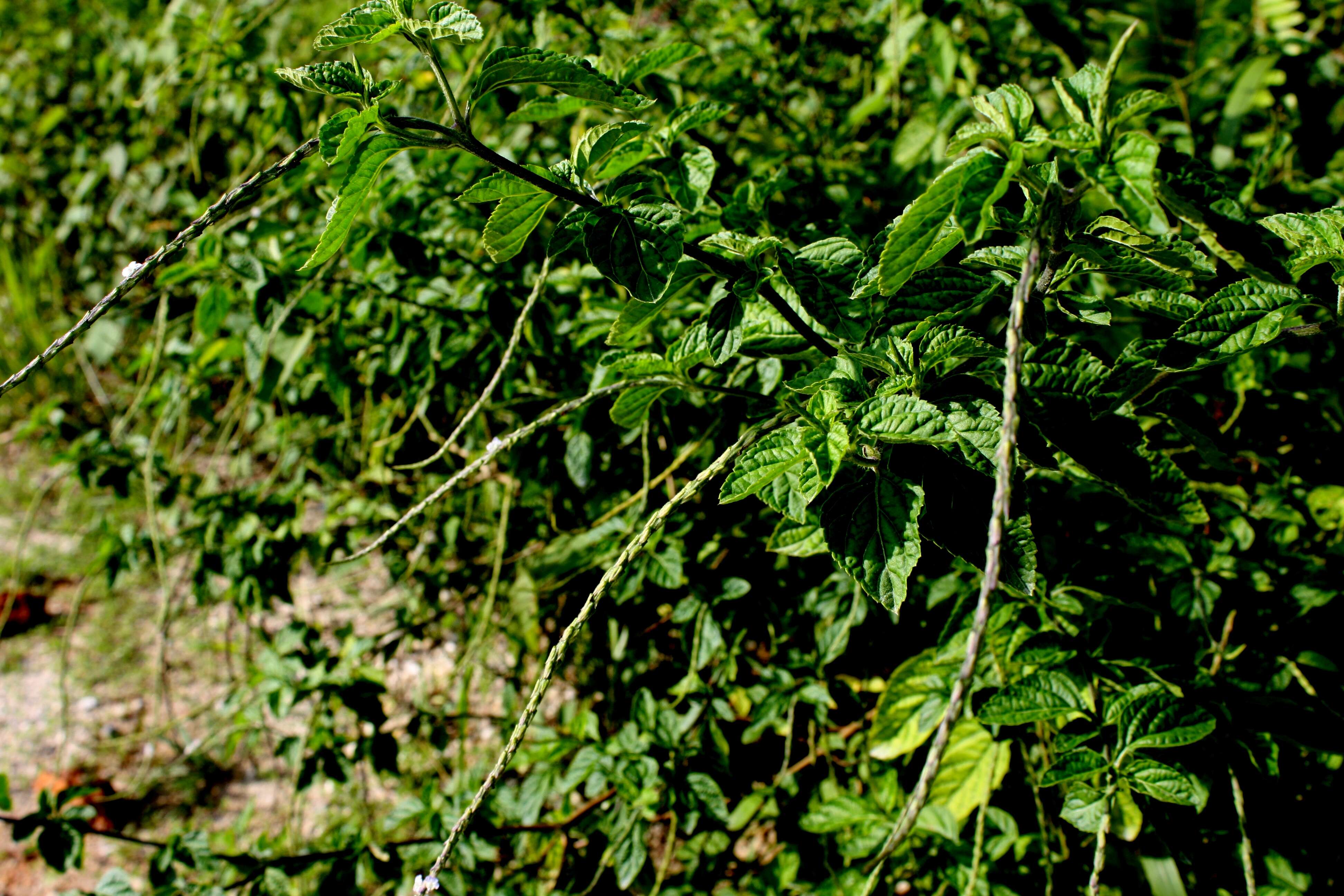 Image of Verbenaceae