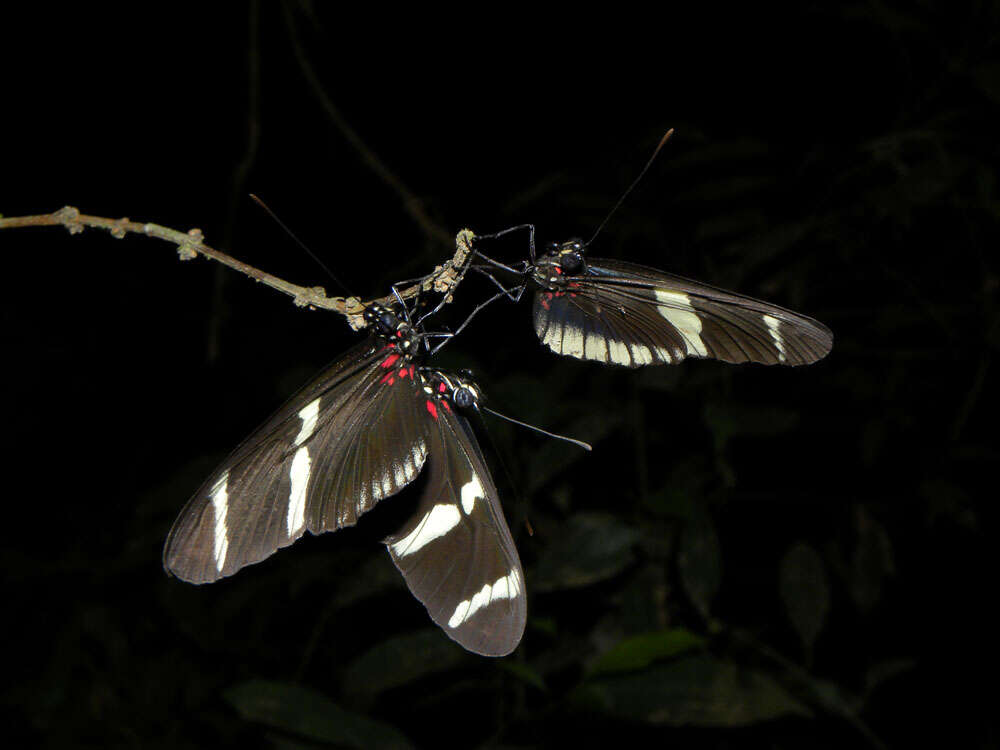 Heliconius sara theudela Hewitson 1874的圖片