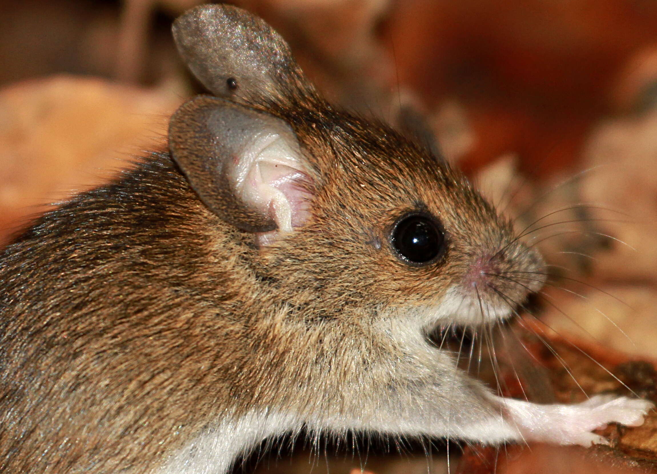 Image of wood mouse, long-tailed field mouse