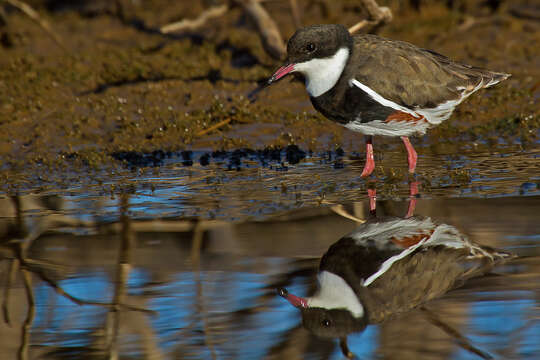 Erythrogonys Gould 1838 resmi