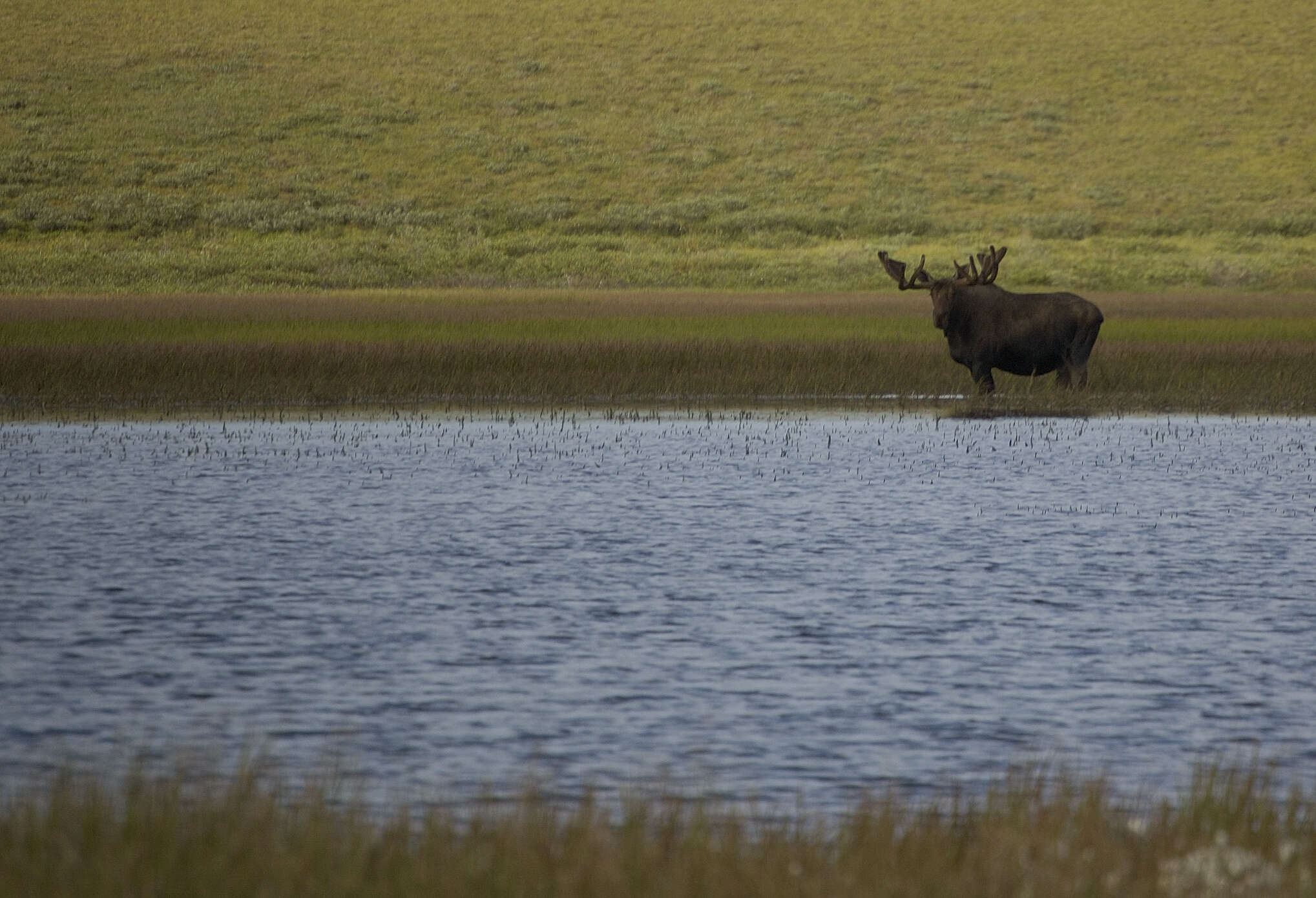 Image of North American Elk