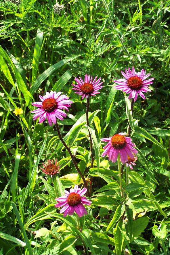 Image of purple coneflower