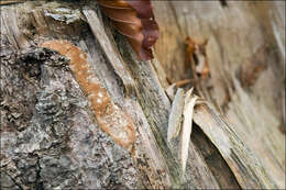 Image of Fomitopsis