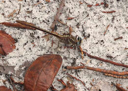 Image of Cypress Clubtail