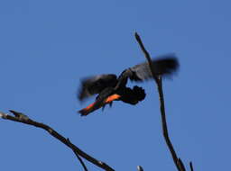 Image of Calyptorhynchus Desmarest 1826