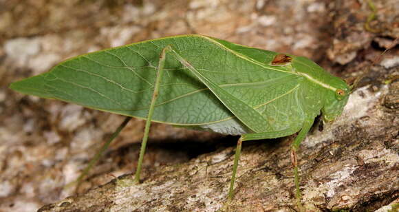 Image of Lesser Angle-winged Katydid