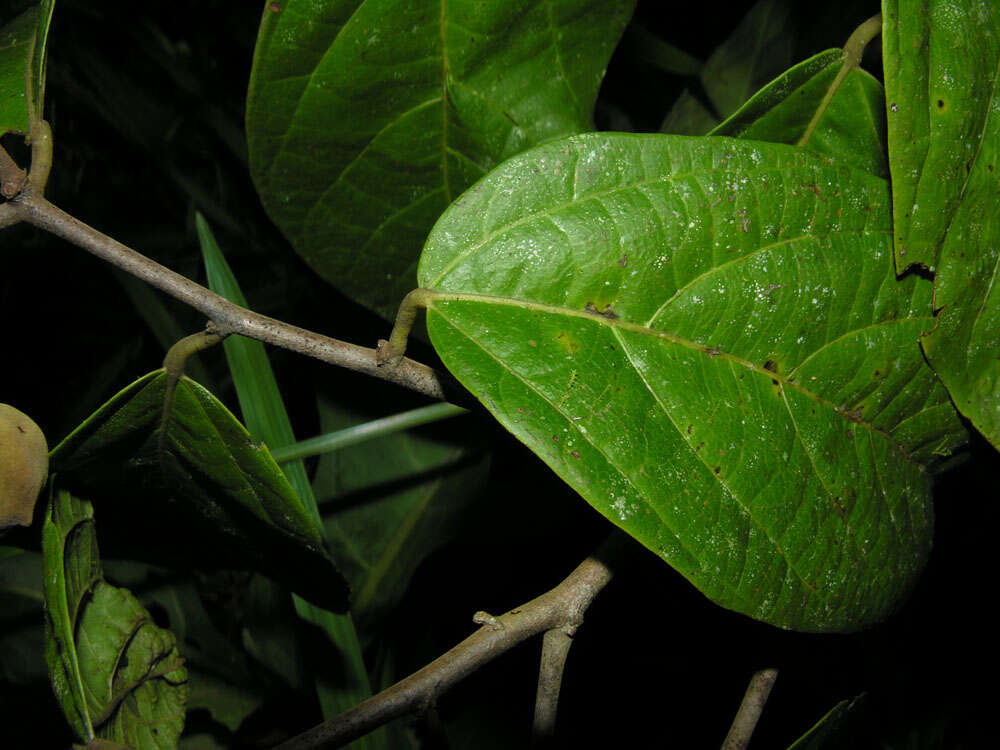 صورة Mortoniodendron anisophyllum (Standl.) Standl. & Steyerm.