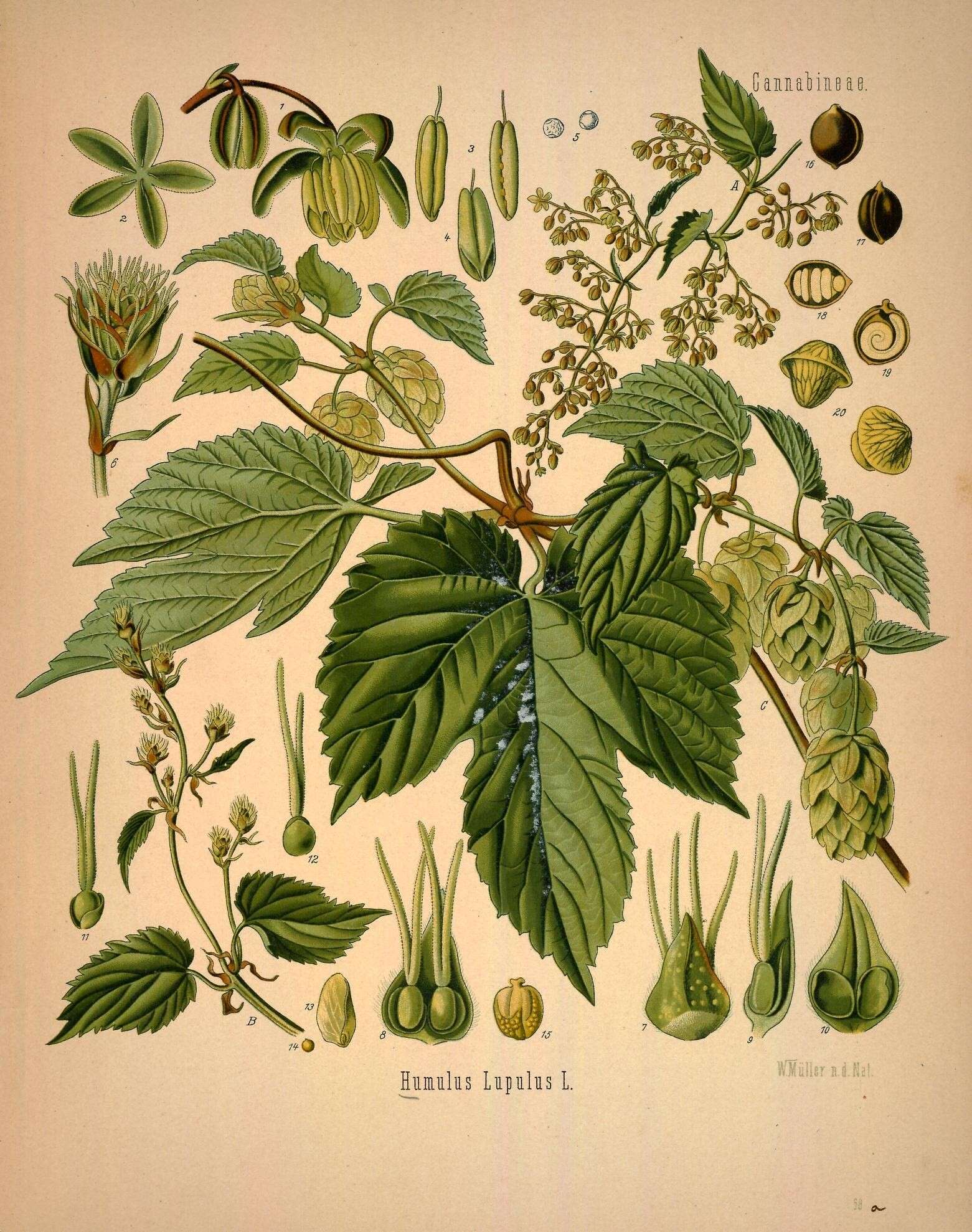 Image of common hop