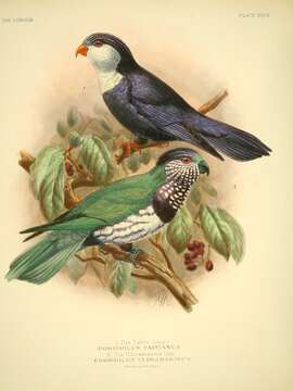 Image of Ultramarine Lorikeet