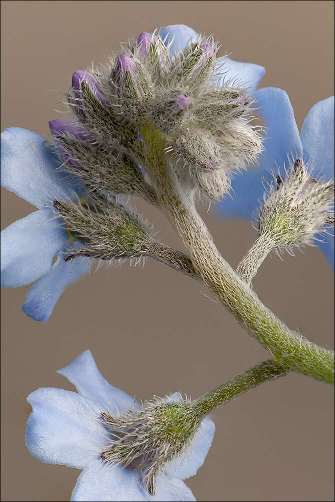 Image of Alpine forget-me-not