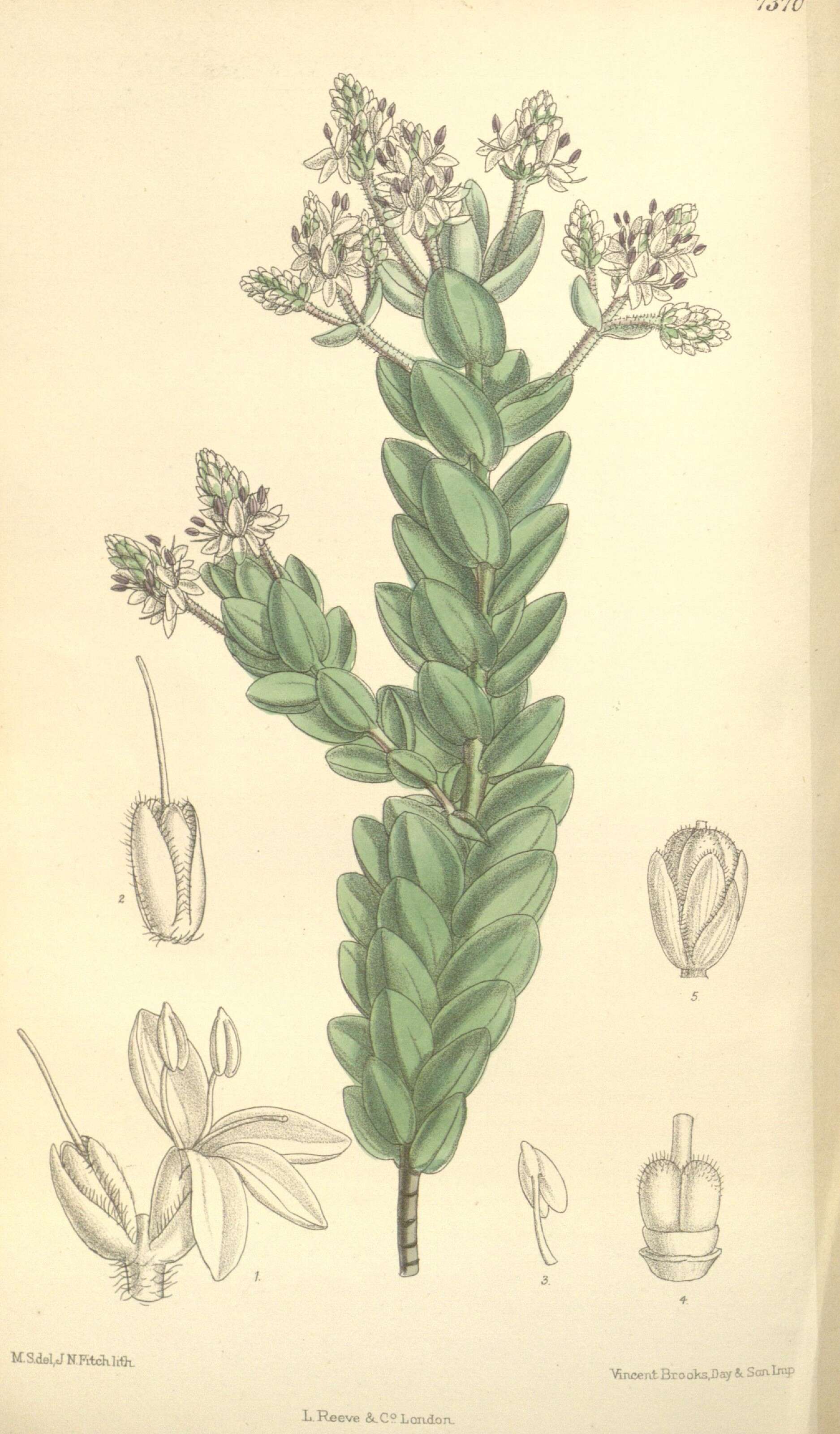 Image of Veronica amplexicaulis Armst.